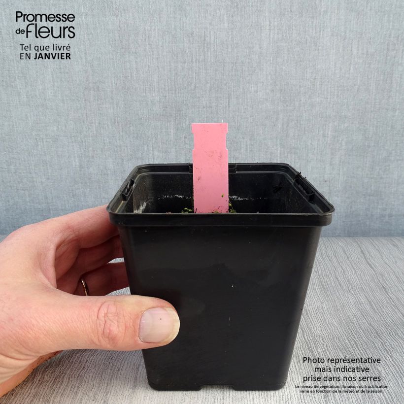 Dactylorhiza majalis - Marsh Orchid 8/9 cm pot sample as delivered in winter