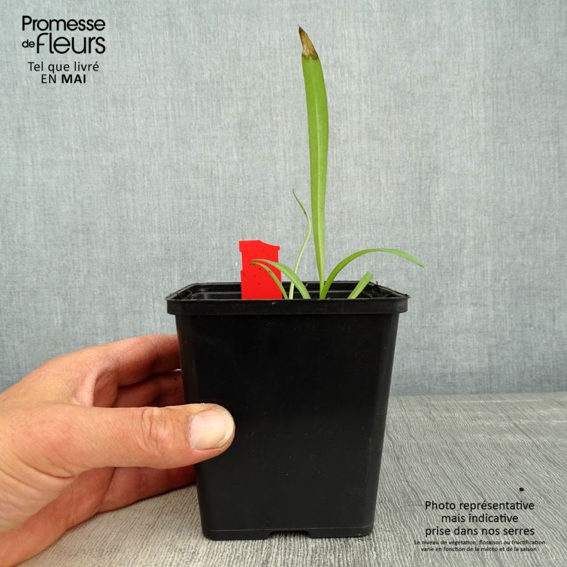 Dactylorhiza majalis - Marsh Orchid 8/9 cm pot sample as delivered in spring