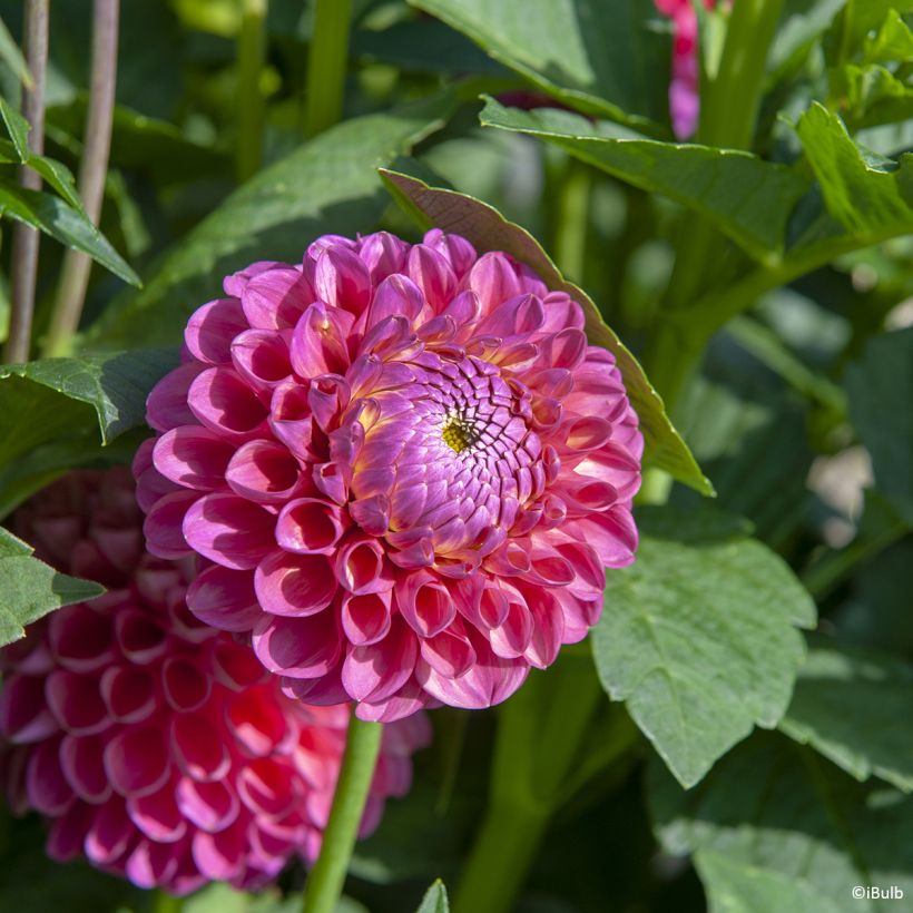Dahlia Jowey Frambo (Flowering)