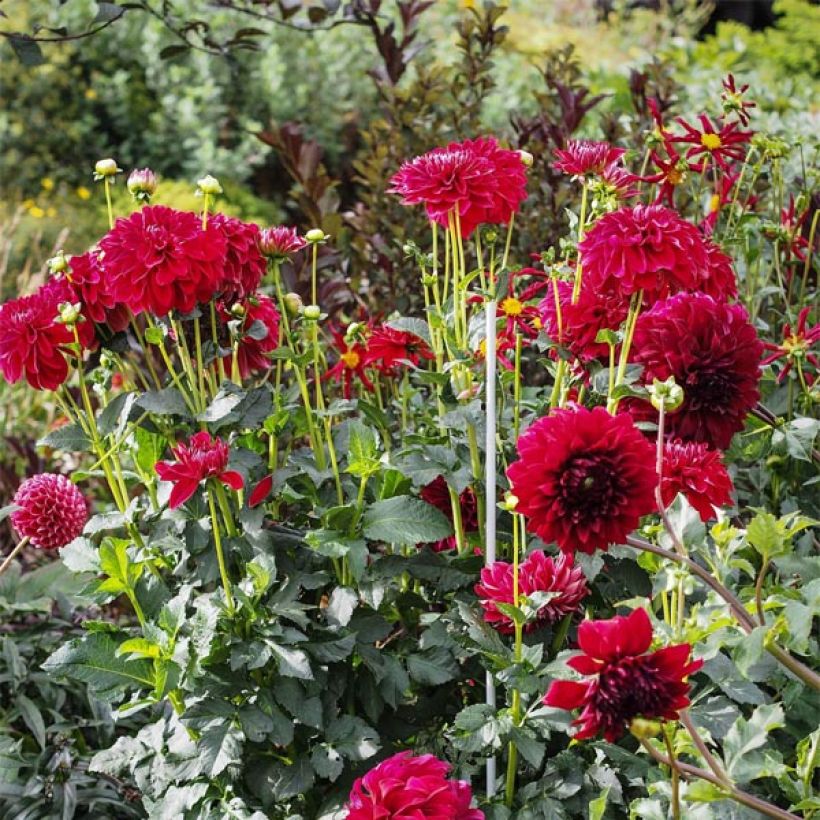 Dahlia Cornel (Flowering)