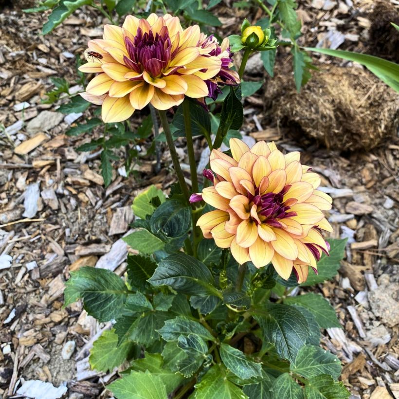 Dahlia Crème de Cognac (Plant habit)