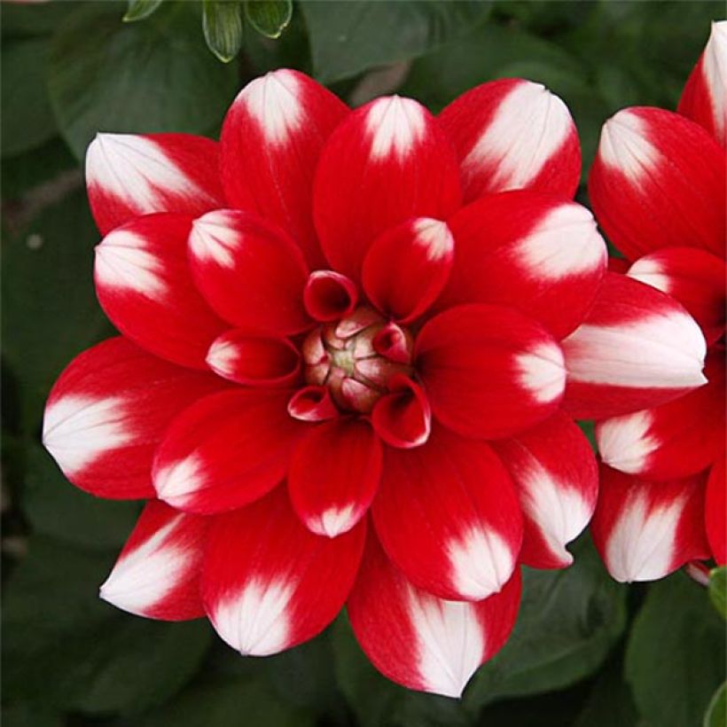 Dahlia Nagano (Flowering)