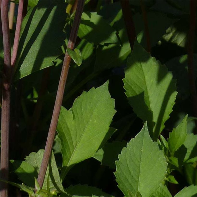 Dahlia Babylon Bronze (Foliage)