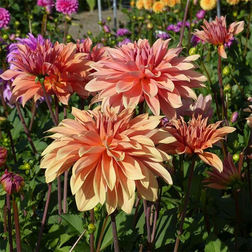 Dahlia Babylon Bronze (Flowering)