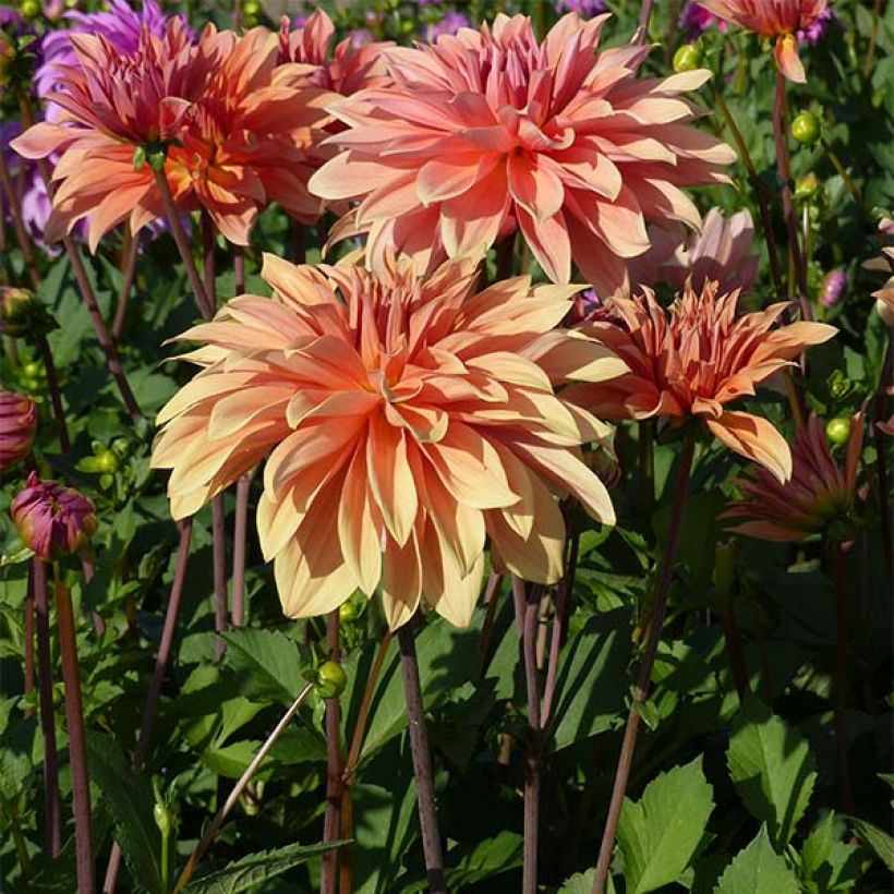 Dahlia Babylon Bronze (Plant habit)