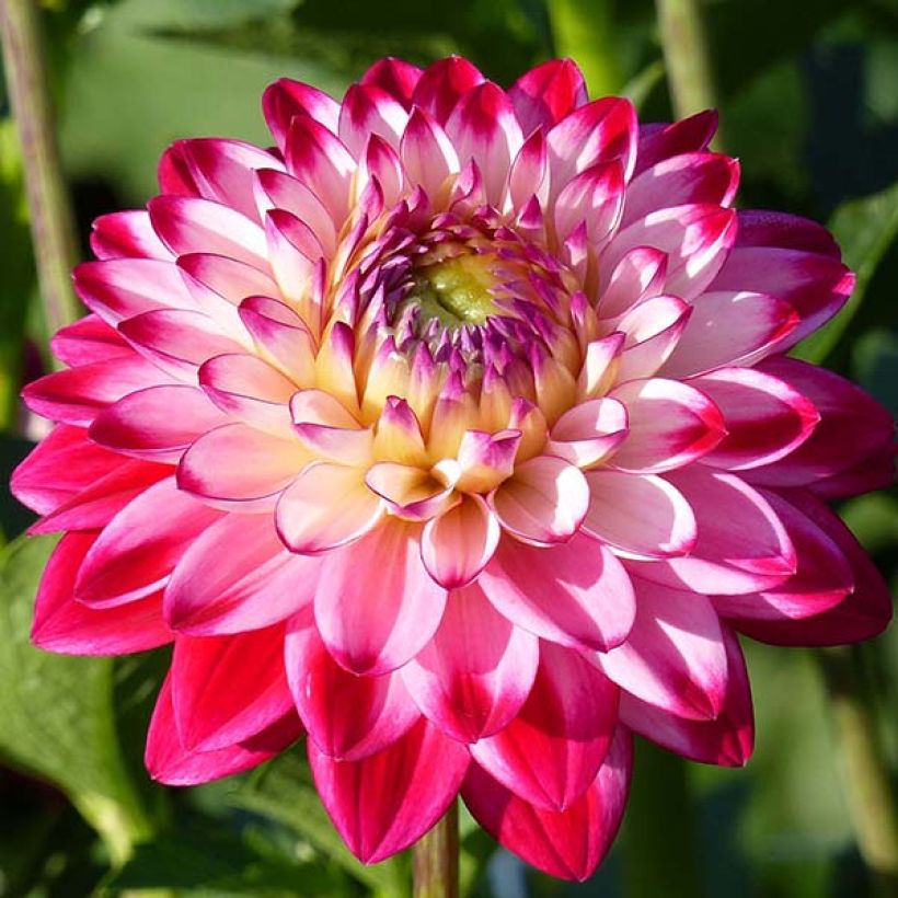 Dahlia Seniors Dream. (Flowering)