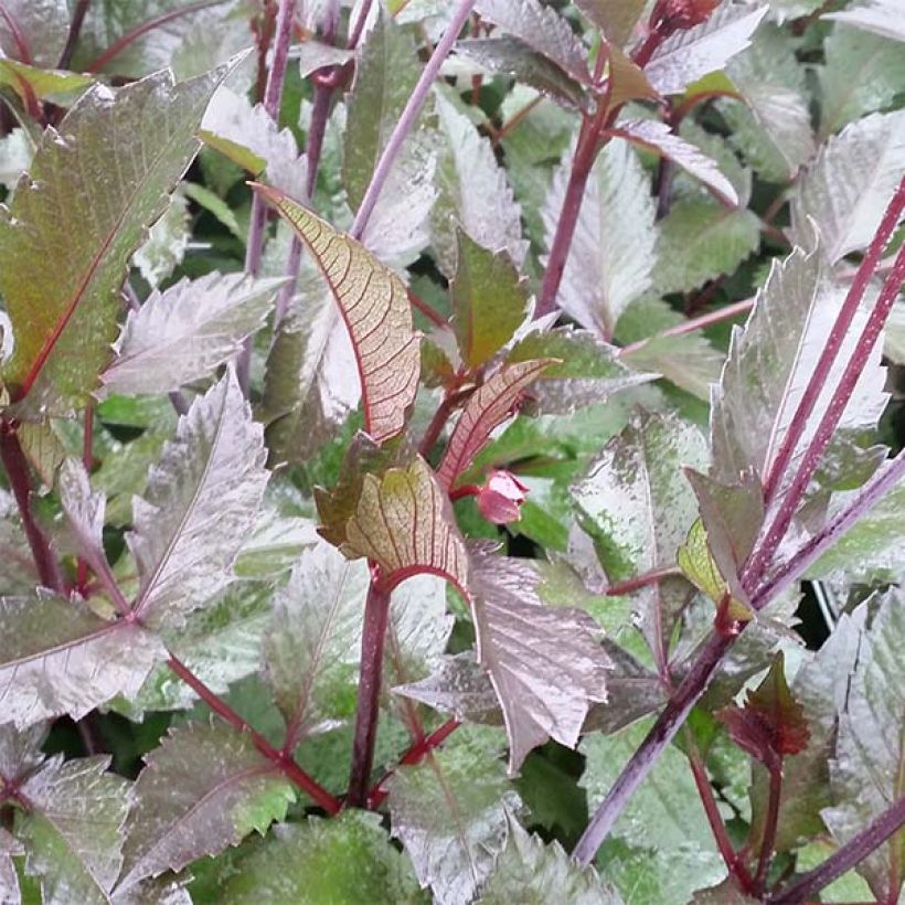 Dahlia Evening Breeze (Foliage)