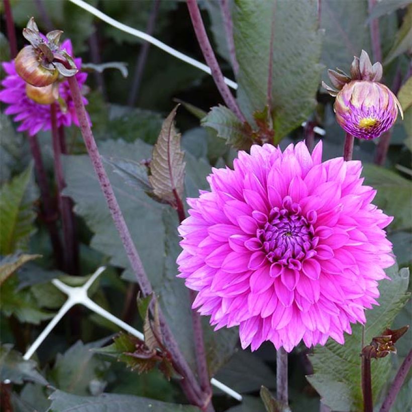 Dahlia Evening Breeze (Flowering)