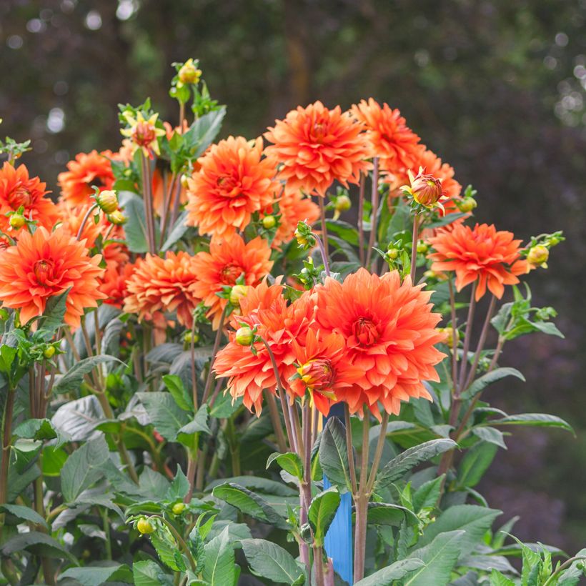 Dahlia Mrs Eileen (Plant habit)