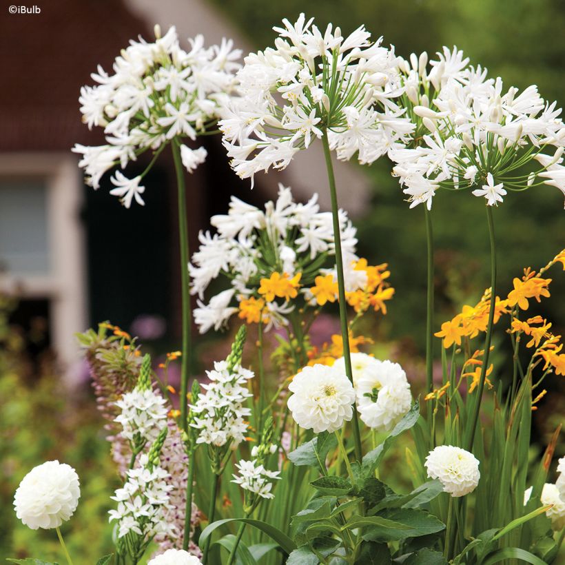 Dahlia Karma Serena (Plant habit)
