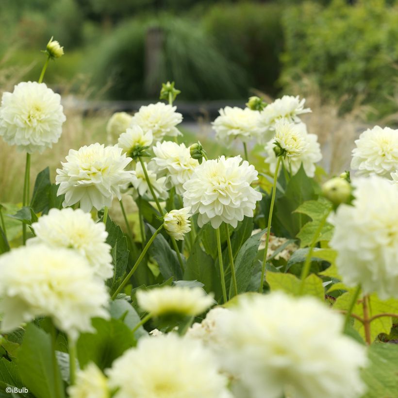 Dahlia Karma Serena (Flowering)