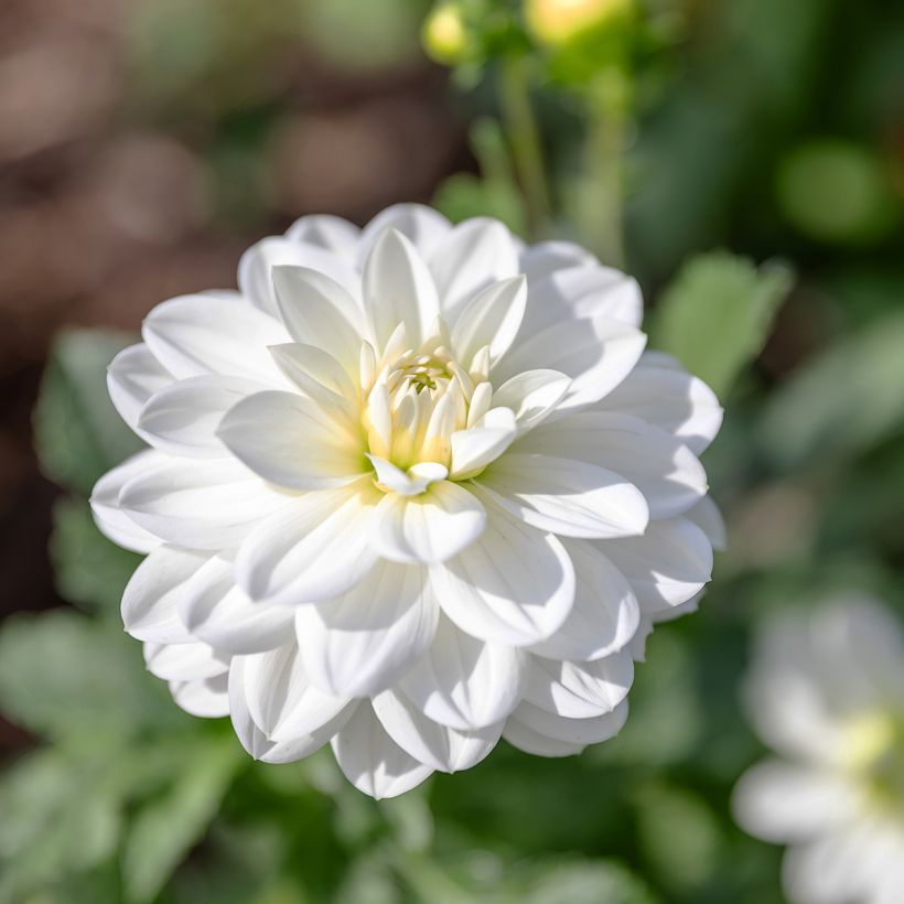 Dahlia White Onesta (Flowering)