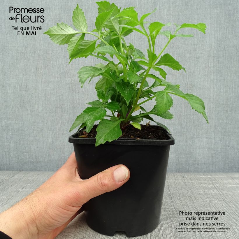 Dahlia Izarra 2L/3L pot sample as delivered in spring