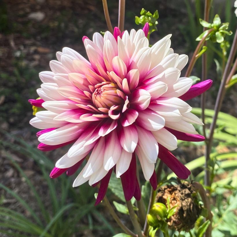 Dahlia Rebecca's World (Flowering)