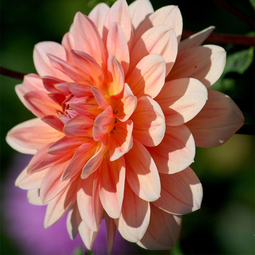 Dahlia Yvonne (Flowering)