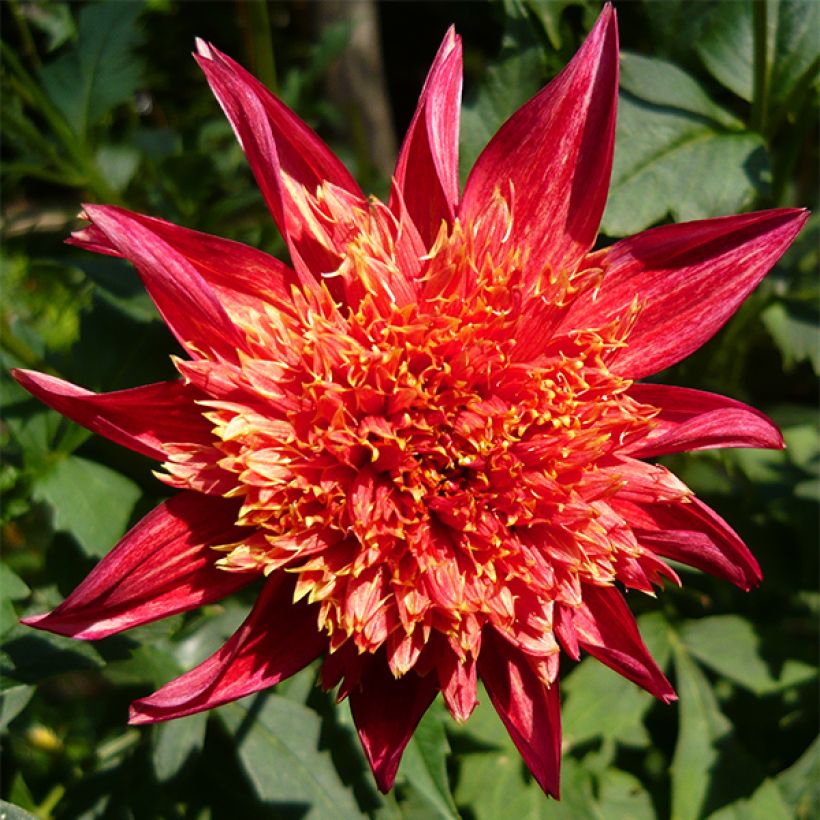 Dahlia Jive (Flowering)