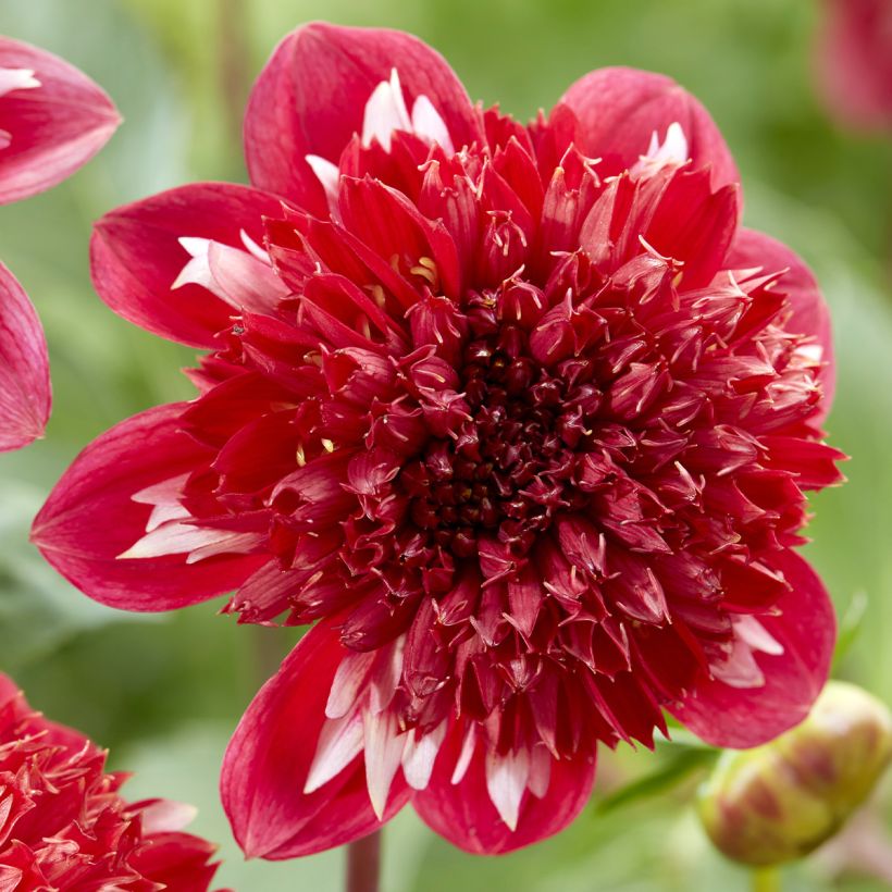 Dahlia Speech (Flowering)