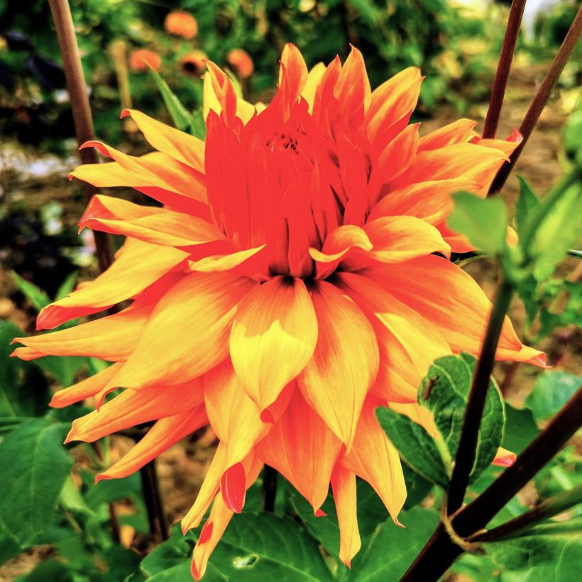 Dahlia Erpeler Ley (Flowering)