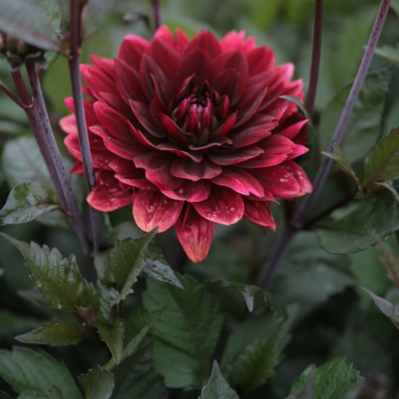 Dahlia After Dusk (Flowering)