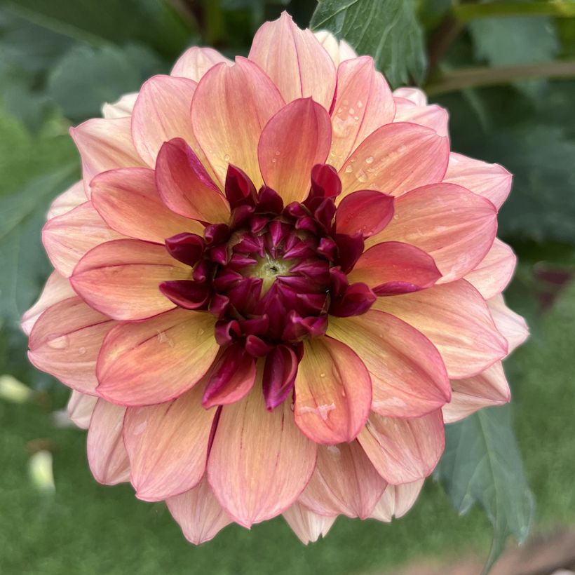 Dahlia Crème de Cognac (Flowering)