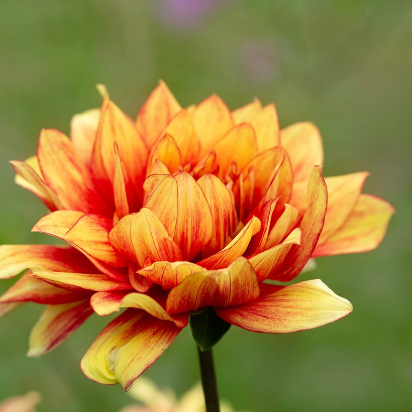 Dahlia Dazzling Sun (Flowering)