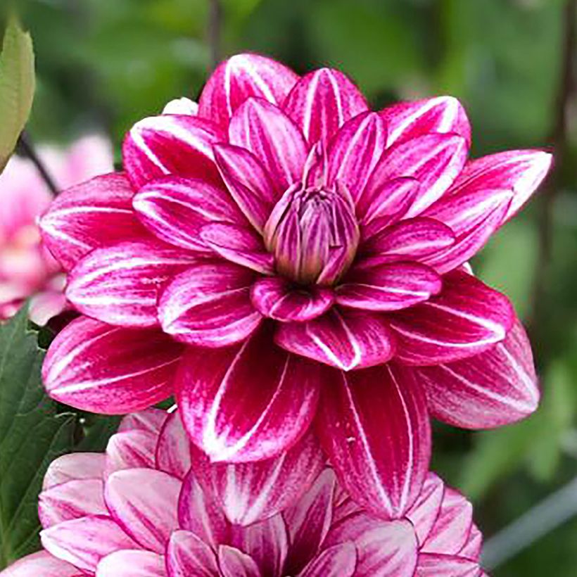 Dahlia Hemisphere (Flowering)