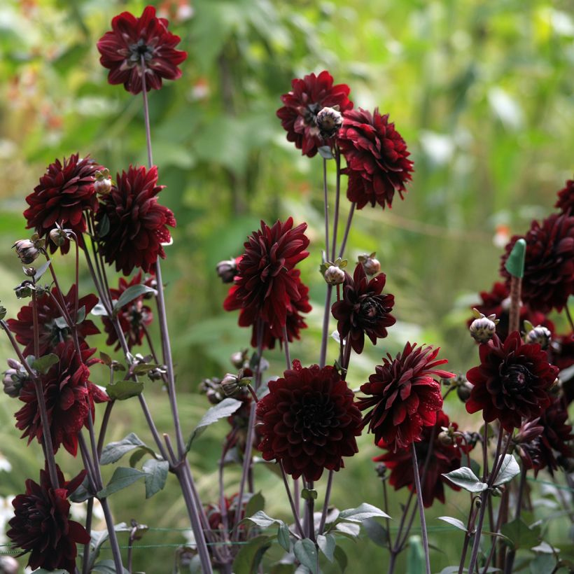 Dahlia Karma Choc (Plant habit)