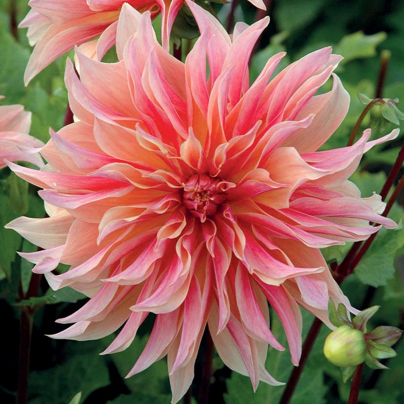 Dahlia Labyrinth (Flowering)