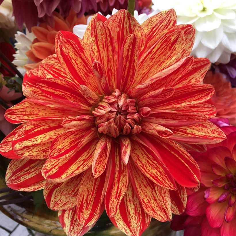 Dahlia Neo (Flowering)