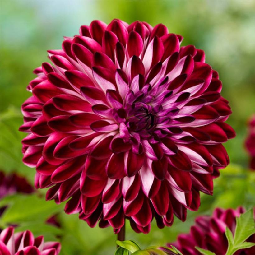 Dahlia Osirium (Flowering)