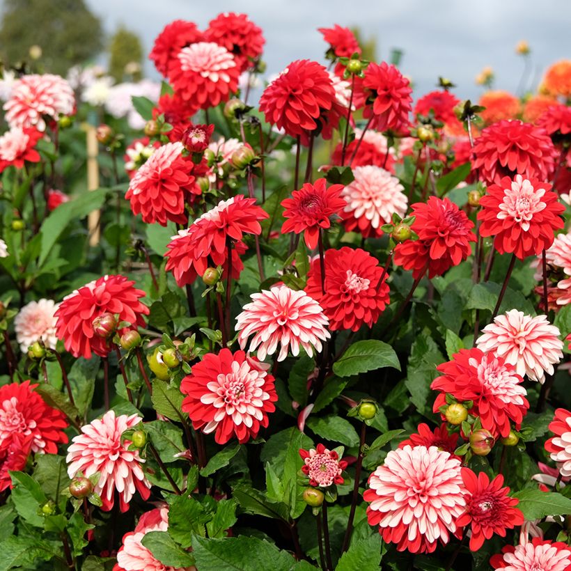 Dahlia Pacific time (Plant habit)