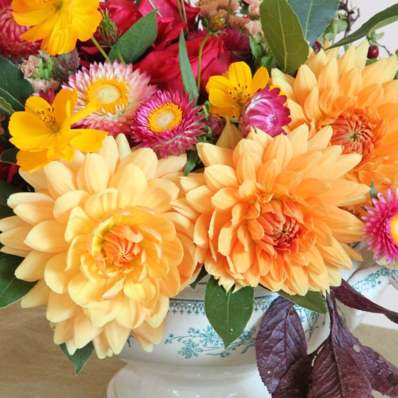 Dahlia Rancho (Flowering)