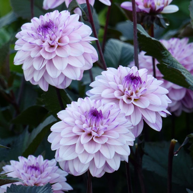 Dahlia Seniors Art (Flowering)