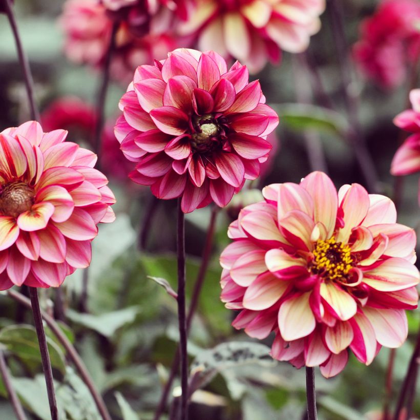 Dahlia Seniors Hope (Plant habit)