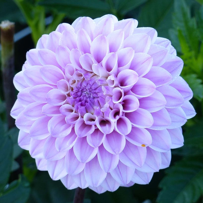 Dahlia Seniors Perfection (Flowering)