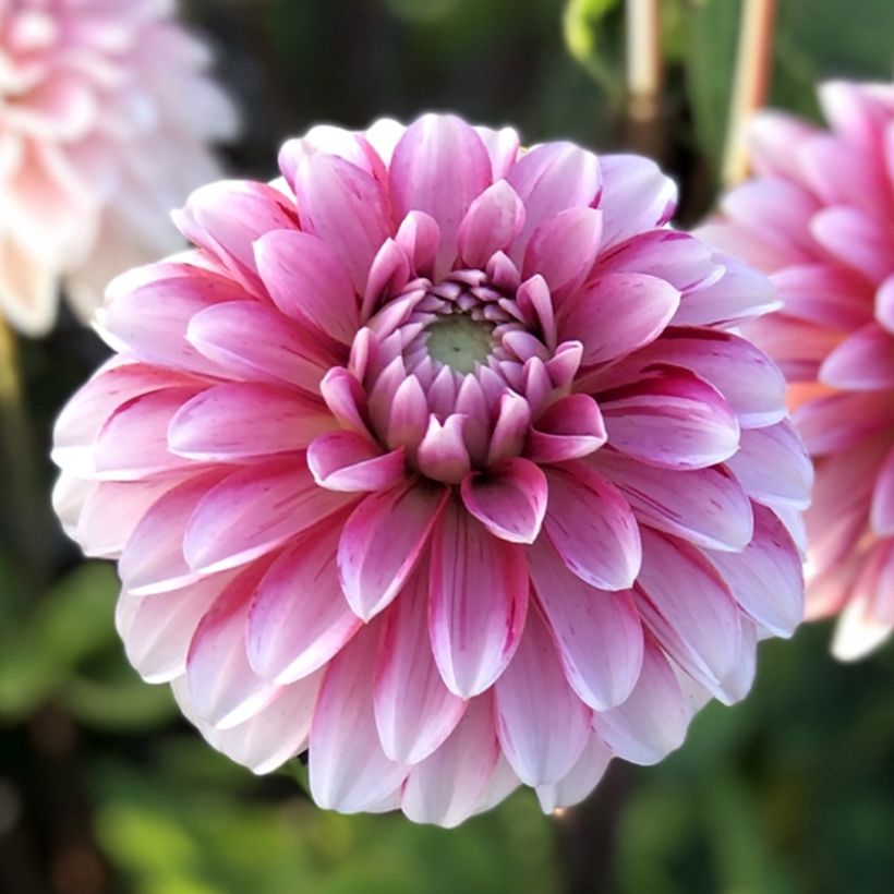 Dahlia Strawberry Cream (Flowering)