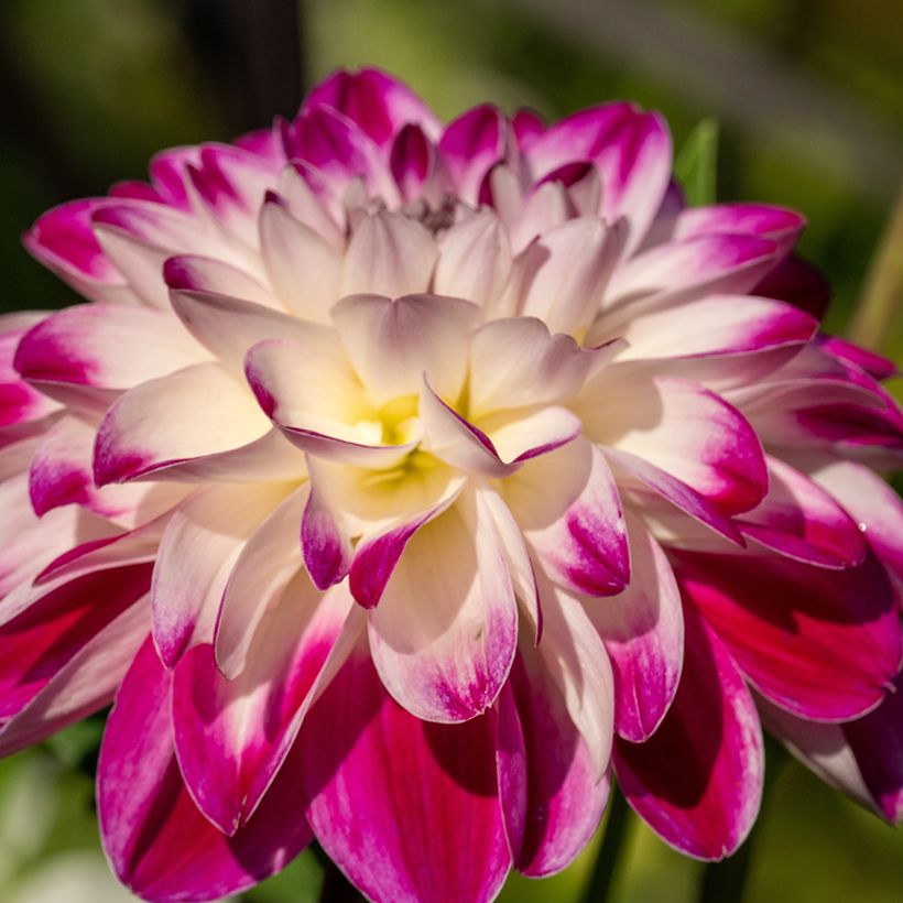 Dahlia Saint Martin (Flowering)