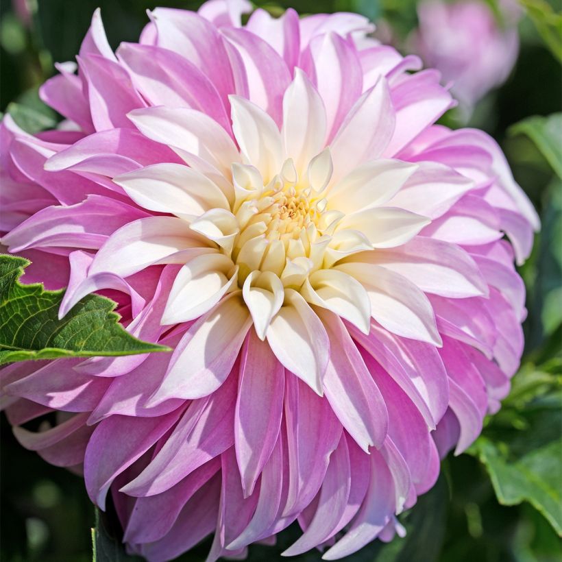 Dahlia Pink Petticoat (Flowering)