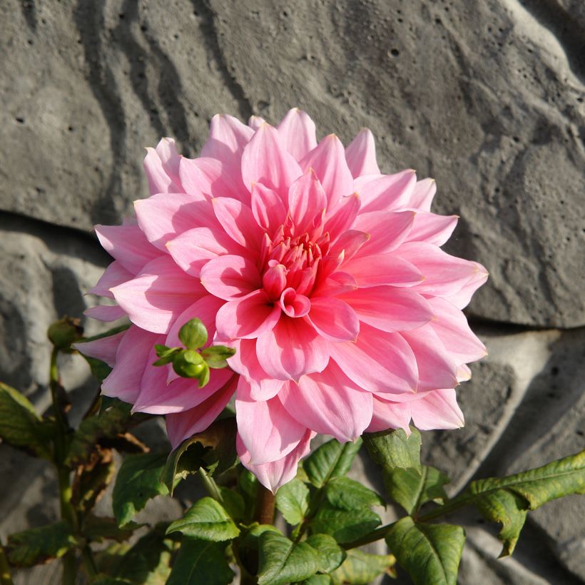 Dahlia Otto's Thrill (Flowering)