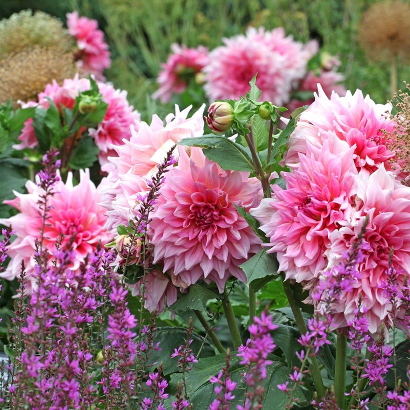 Dahlia Otto's Thrill (Plant habit)