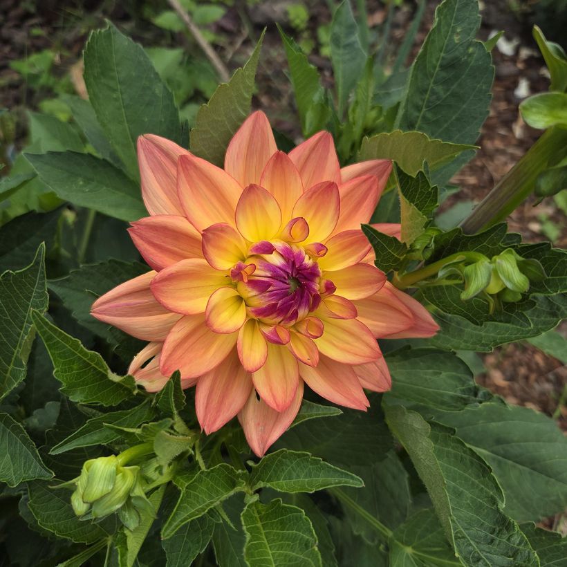 Dahlia Melody Dora (Flowering)