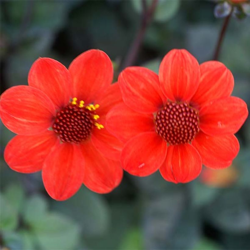 Dahlia Scura (Flowering)
