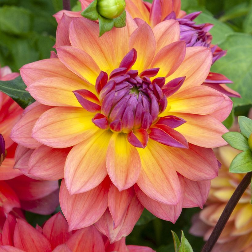 Dahlia Firepot (Flowering)