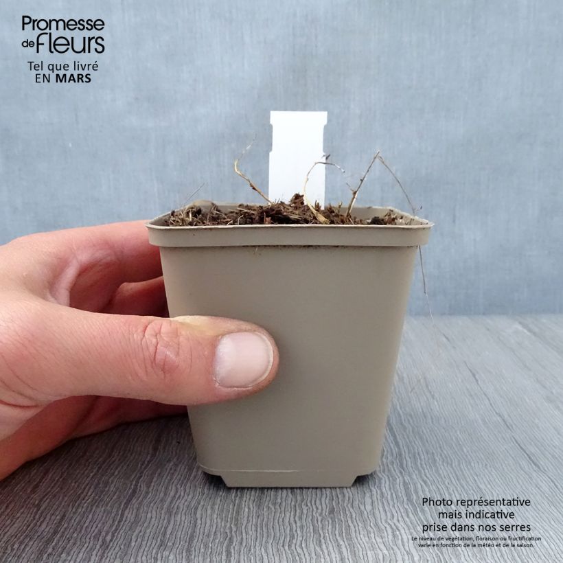 Dalea candida 8/9 cm pot sample as delivered in spring