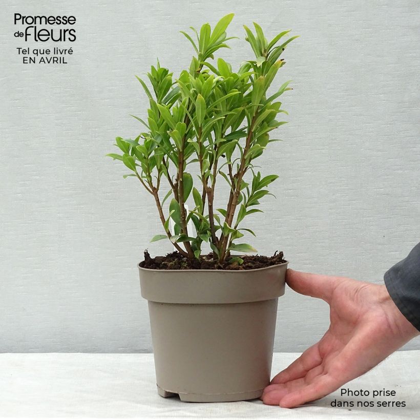 Daphne Perfume Princess 2L/3L pot sample as delivered in spring