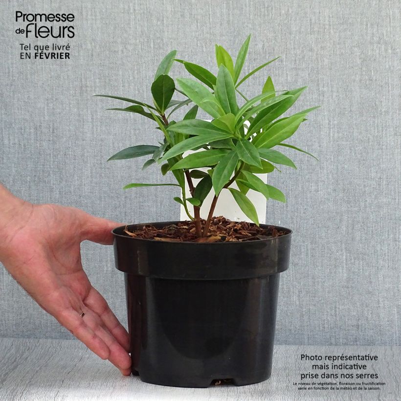 Daphne Perfume Princess 2L/3L pot sample as delivered in autumn