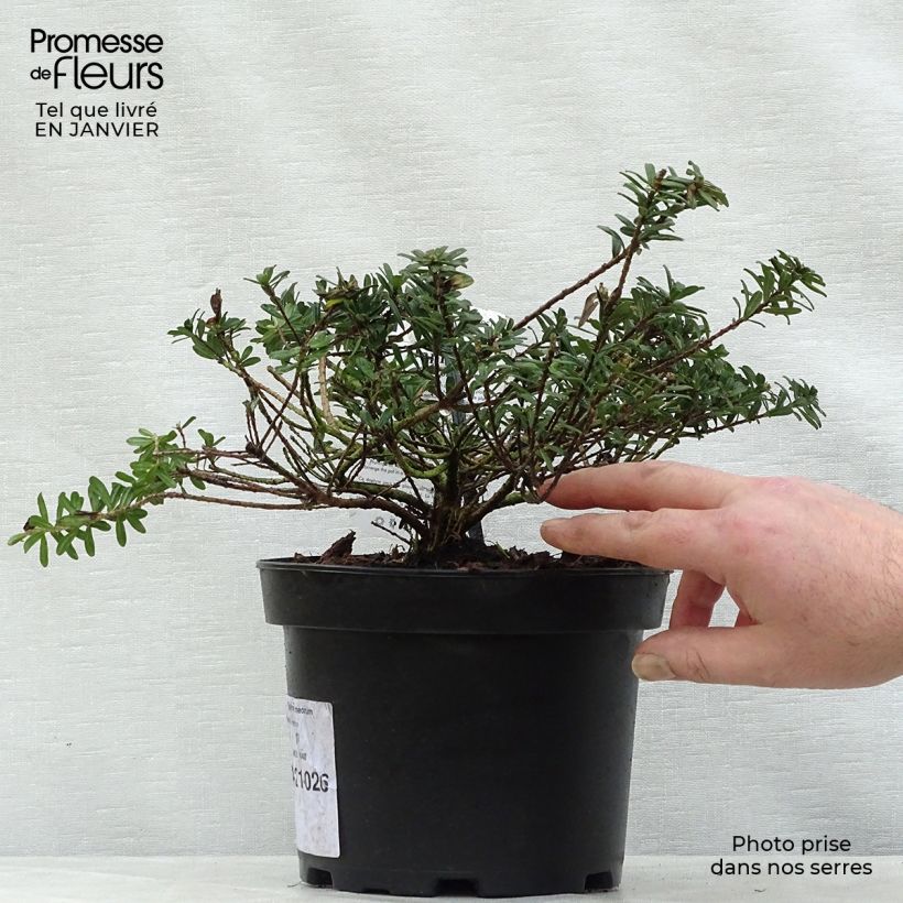 Daphne cneorum 2L/3L pot sample as delivered in winter