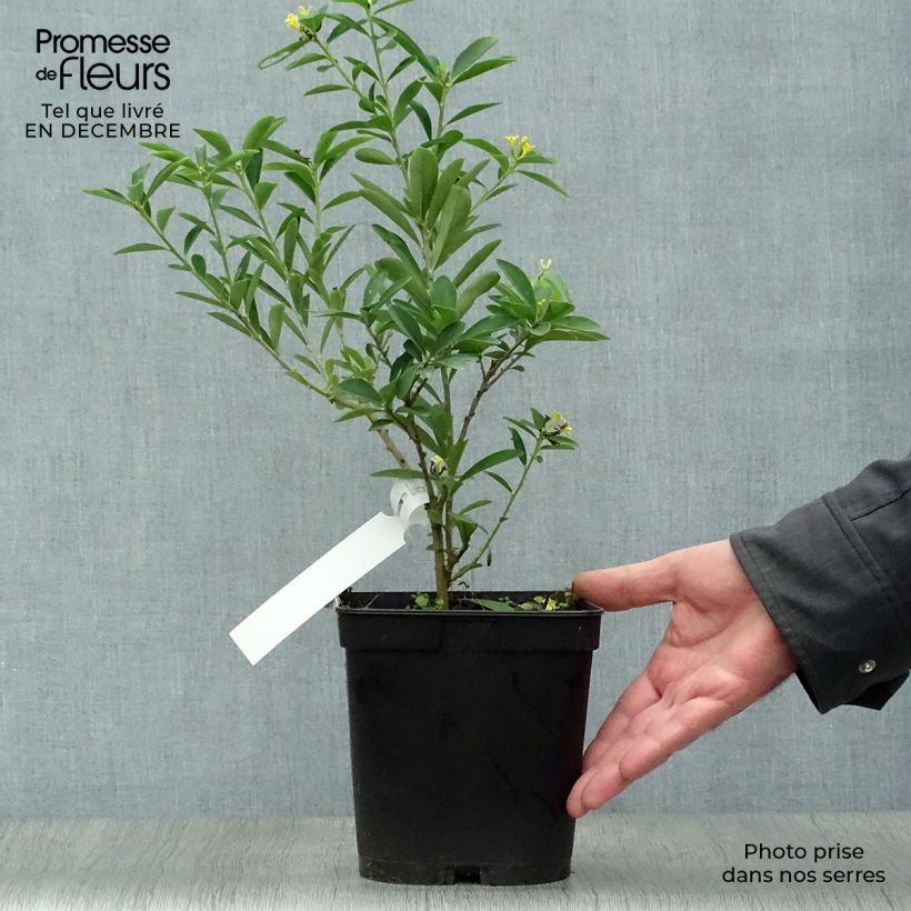 Daphne gemmata Royal Crown 2L/3L pot sample as delivered in winter