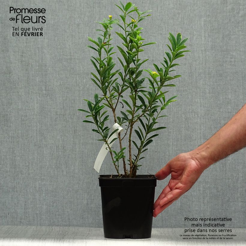 Daphne gemmata Royal Crown 2L/3L pot sample as delivered in autumn