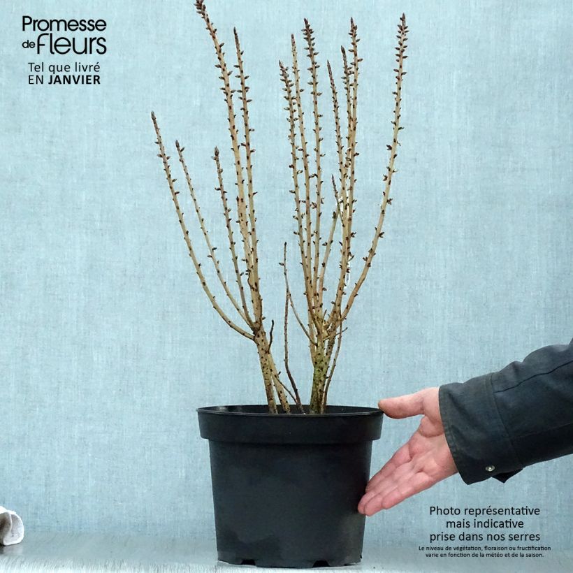 Daphne mezereum var. rubra 3L/4L pot sample as delivered in winter